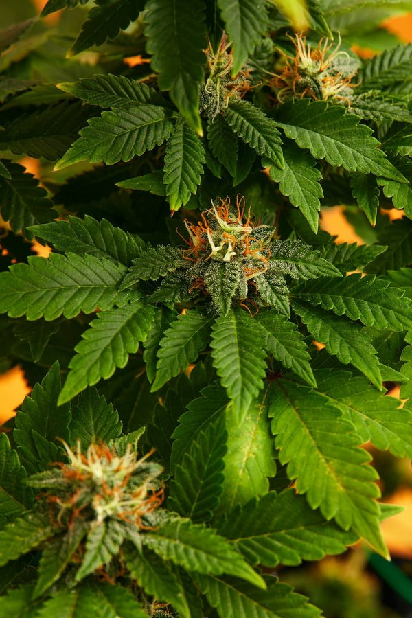 Pourquoi opter pour les fleurs cbd premium pour se détendre ?